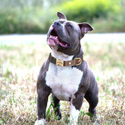 Free Custom PU Leather Dog Collar with Nameplate