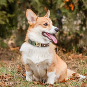 Free Custom PU Leather Dog Collar with Nameplate