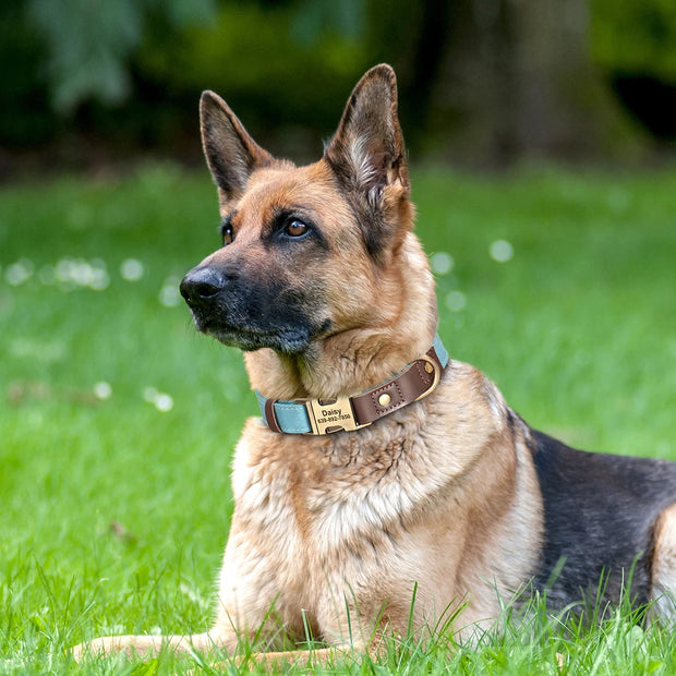 Free Custom PU Leather Dog Collar with Nameplate