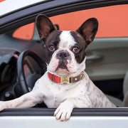 Free Custom PU Leather Dog Collar with Nameplate