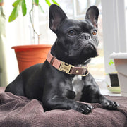 Free Custom PU Leather Dog Collar with Nameplate